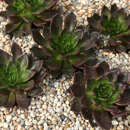 Echeveria Black Knight