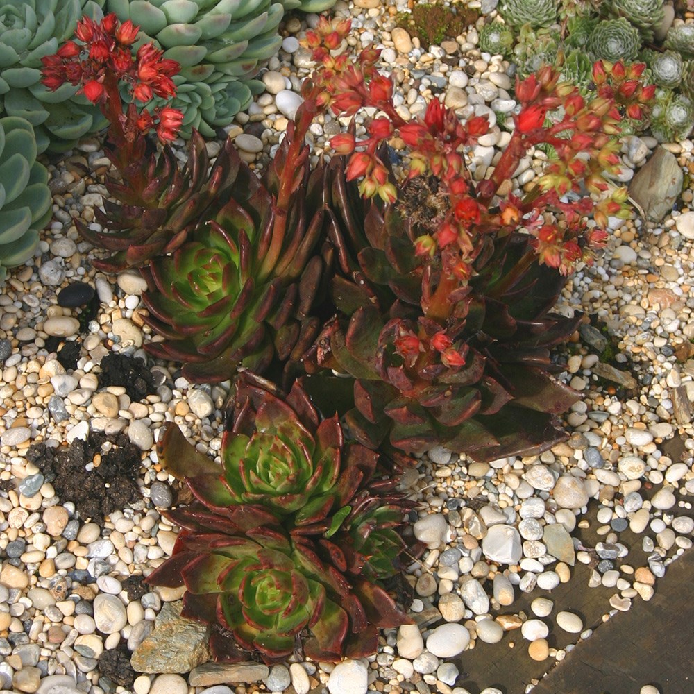 <i>Echeveria</i> 'Black Knight'