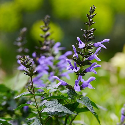 Salvia Lake Como ('Tl1017') (Salgoon Series) (PBR)