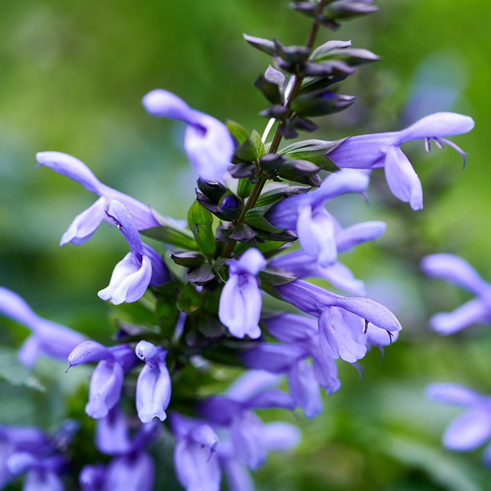 <i>Salvia</i> <b class=small-caps>Lake Como</b> ('Tl1017') (Salgoon Series) (PBR)