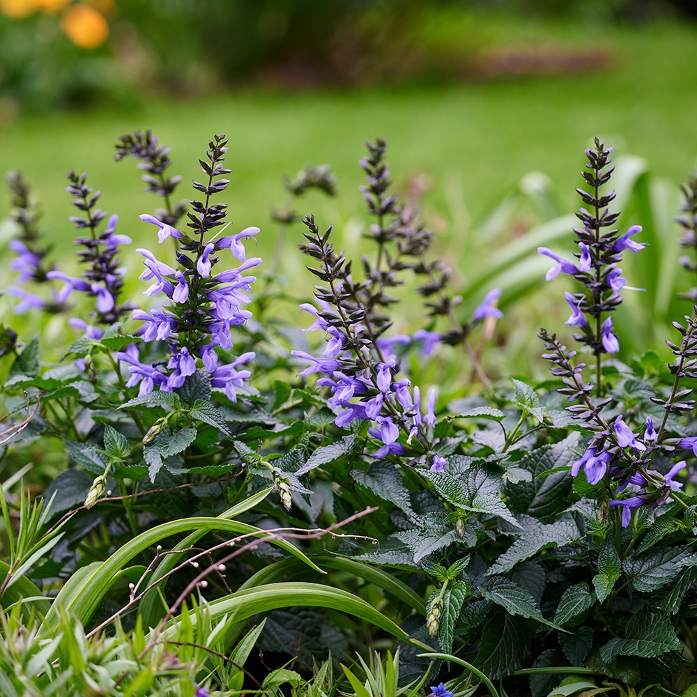 <i>Salvia</i> <b class=small-caps>Lake Como</b> ('Tl1017') (Salgoon Series) (PBR)