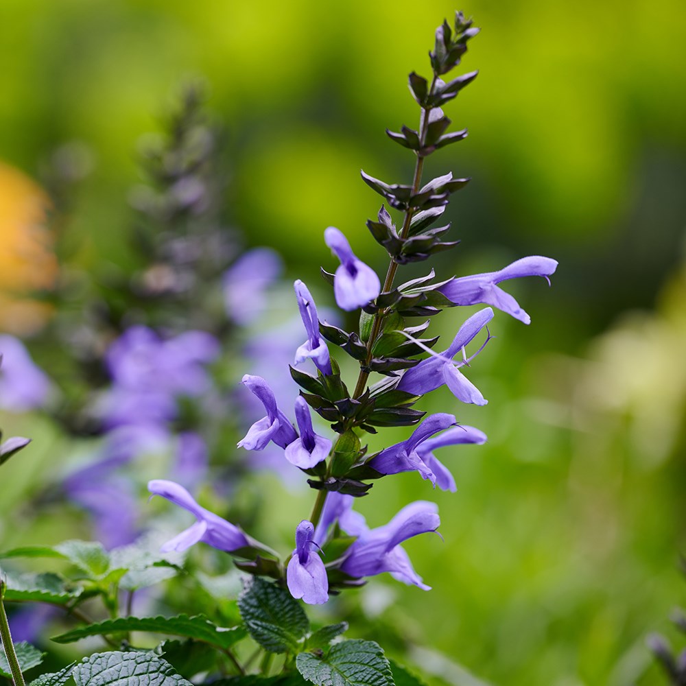<i>Salvia</i> <b class=small-caps>Lake Como</b> ('Tl1017') (Salgoon Series) (PBR)
