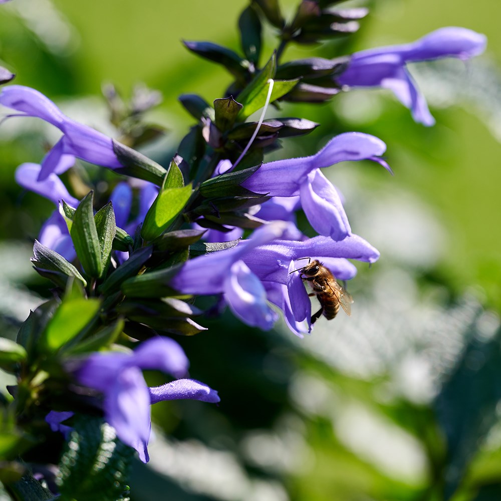 <i>Salvia</i> <b class=small-caps>Lake Como</b> ('Tl1017') (Salgoon Series) (PBR)