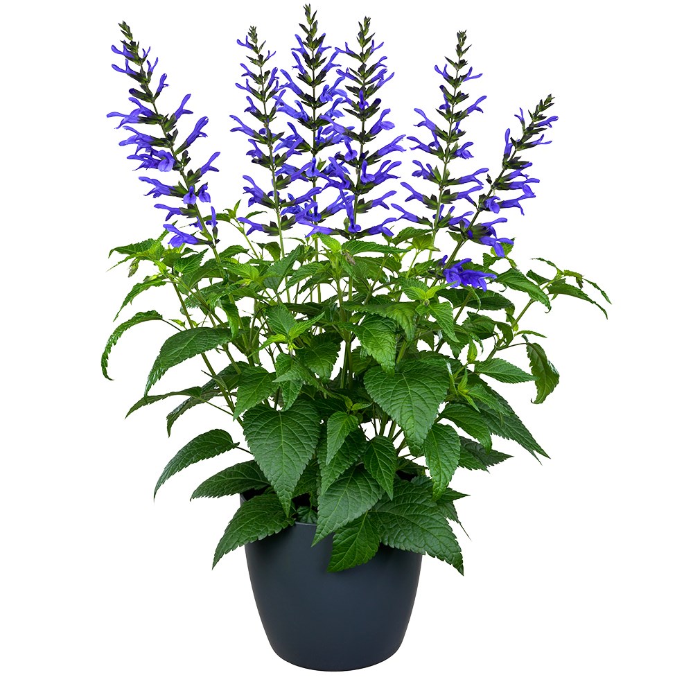 <i>Salvia</i> <b class=small-caps>Lake Como</b> ('Tl1017') (Salgoon Series) (PBR)