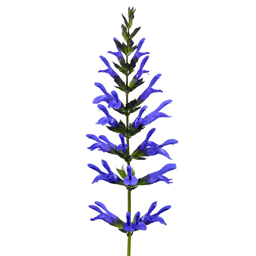 <i>Salvia</i> <b class=small-caps>Lake Como</b> ('Tl1017') (Salgoon Series) (PBR)