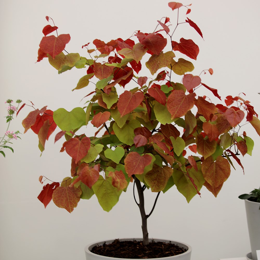 <i>Cercis</i> × <i>canadensis</i> <b class=small-caps>Eternal Flame</b> ('Nc2016-2') (PBR)