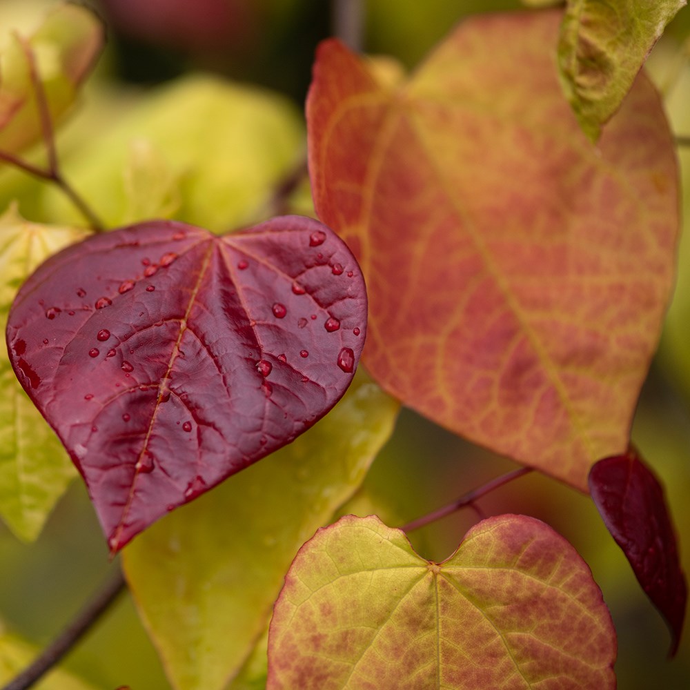 <i>Cercis</i> × <i>canadensis</i> <b class=small-caps>Eternal Flame</b> ('Nc2016-2') (PBR)