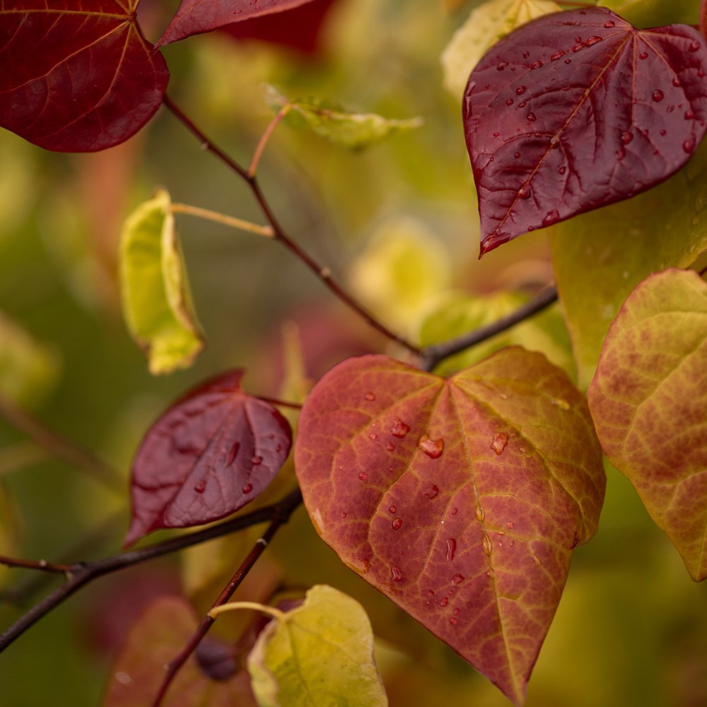 <i>Cercis</i> × <i>canadensis</i> <b class=small-caps>Eternal Flame</b> ('Nc2016-2') (PBR)