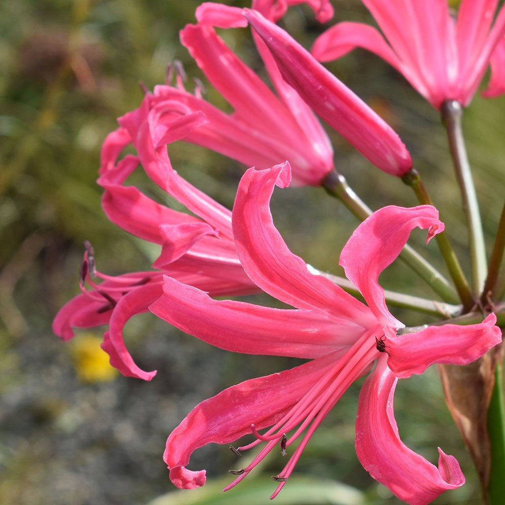 <i>Nerine</i> 'Isabel'