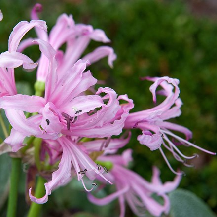 Nerine bowdenii Ostara