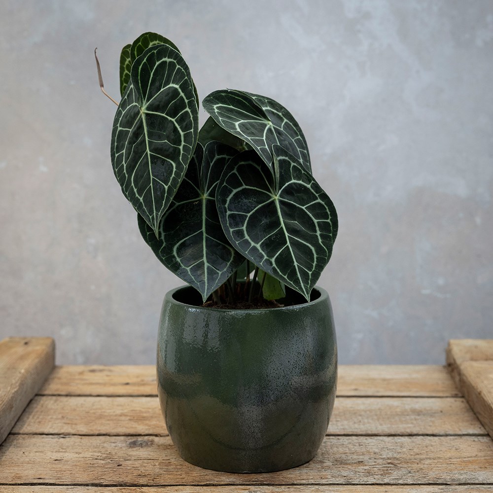 <i>Anthurium clarinervium</i> 