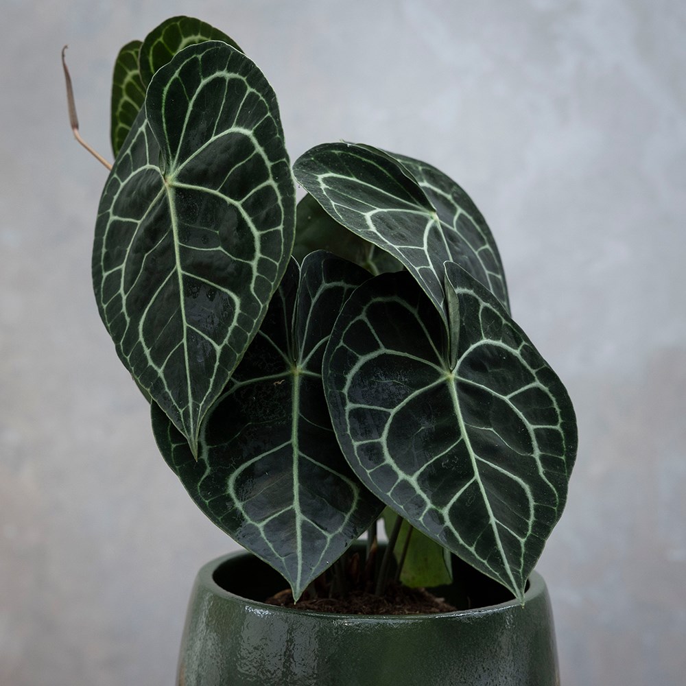 <i>Anthurium clarinervium</i> 