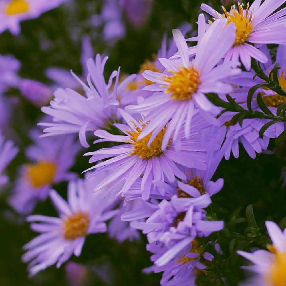 <i>Symphyotrichum oblongifolium</i> 'October Skies'