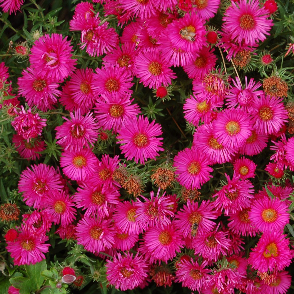 <i>Symphyotrichum novae-angliae</i> 'Andenken an Alma Pötschke'