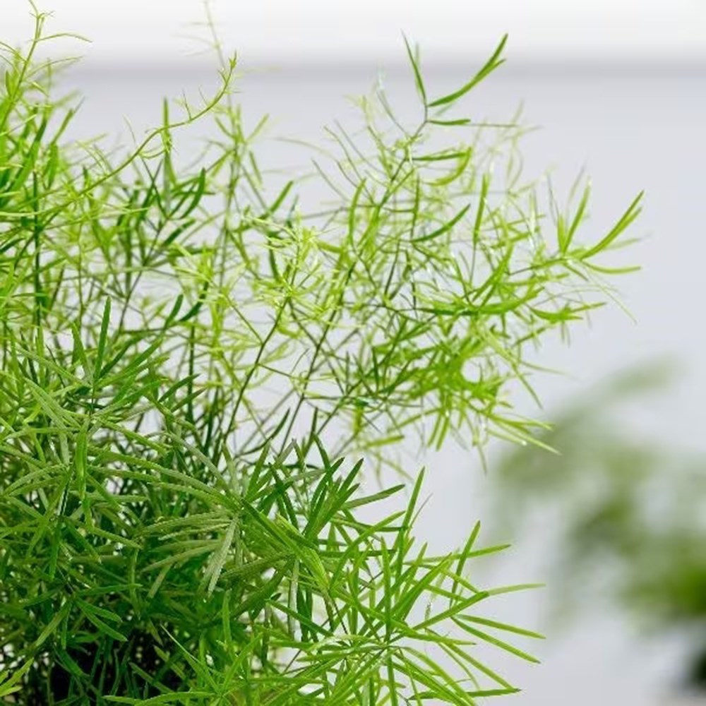 <i>Asparagus densiflorus</i> Sprengeri Group