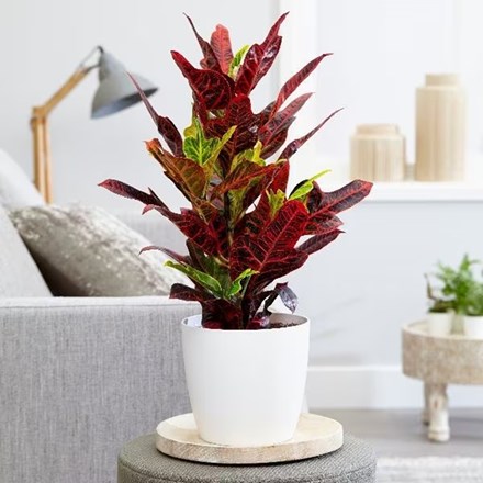 Codiaeum variegatum var. pictum Excellent