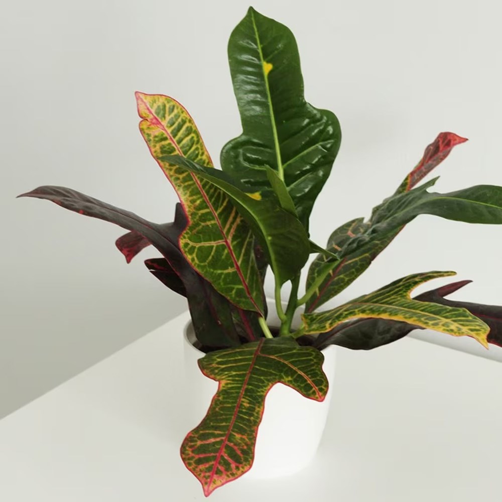 <i>Codiaeum variegatum</i> var. <i>pictum</i> 'Excellent'