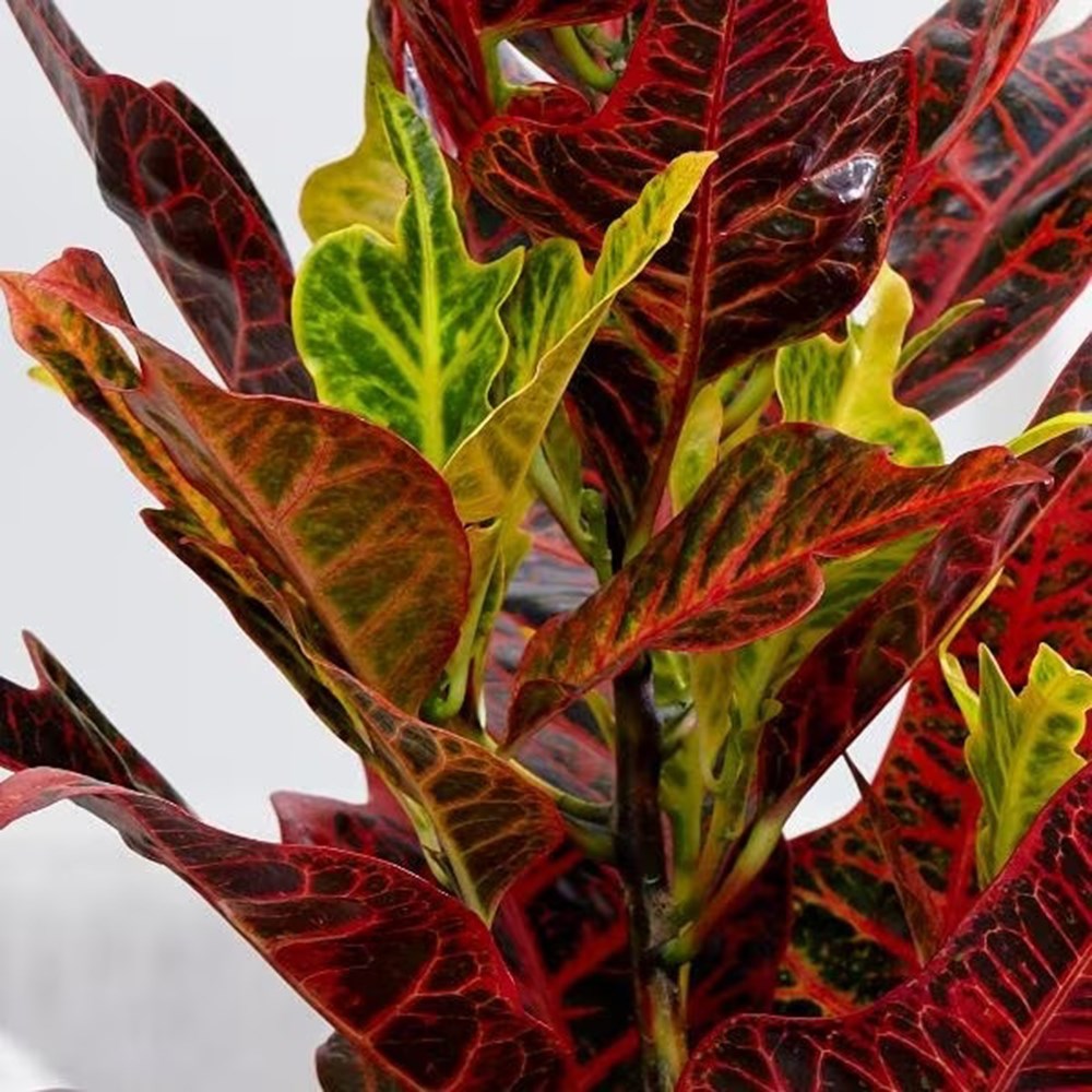 <i>Codiaeum variegatum</i> var. <i>pictum</i> 'Excellent'