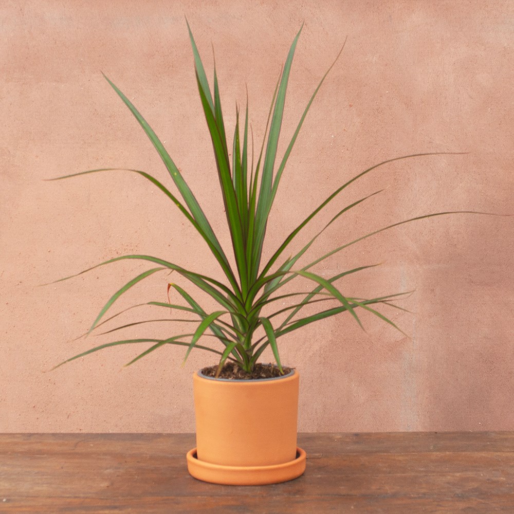 <i>Dracaena marginata</i> 