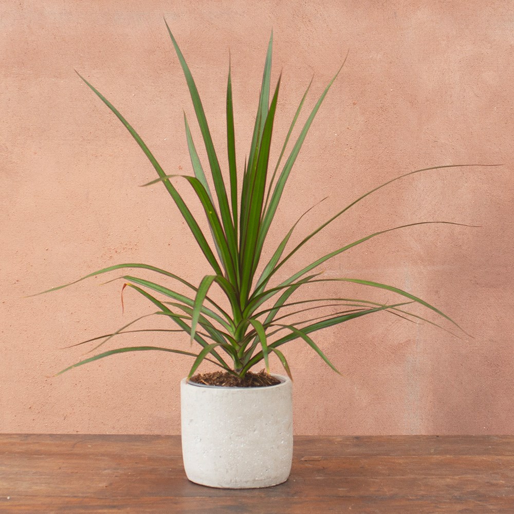 <i>Dracaena marginata</i> 