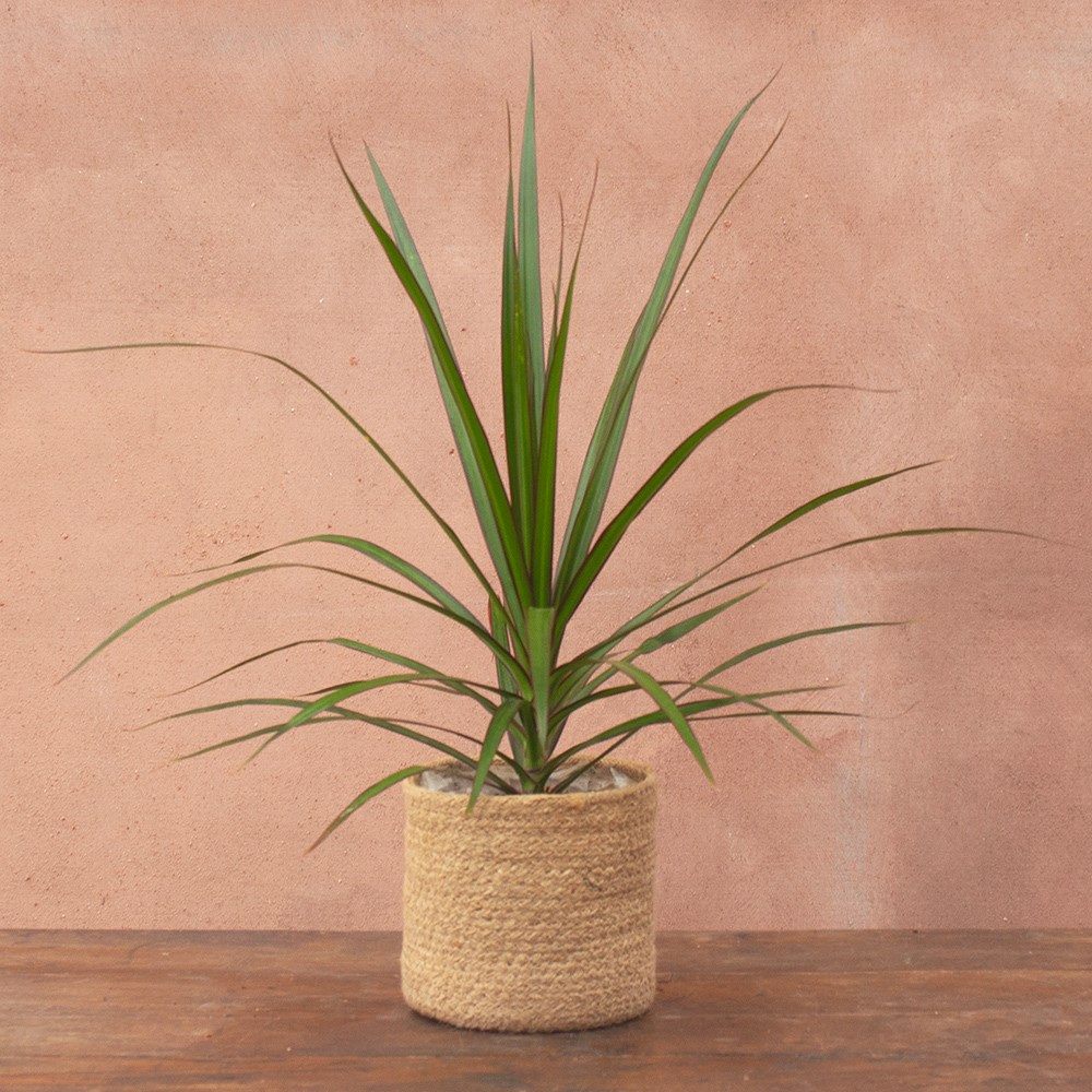 <i>Dracaena marginata</i> 