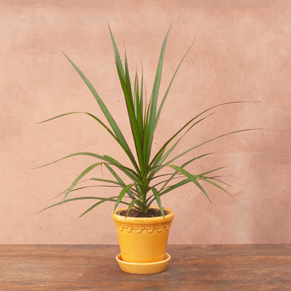 <i>Dracaena marginata</i> 