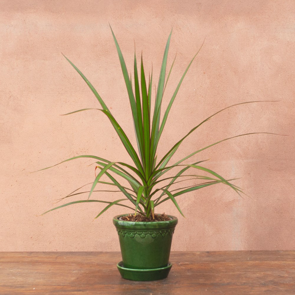 <i>Dracaena marginata</i> 