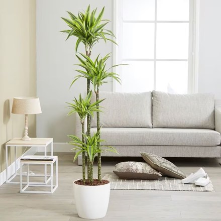 Dracaena fragrans (Deremensis Group) Lemon Lime