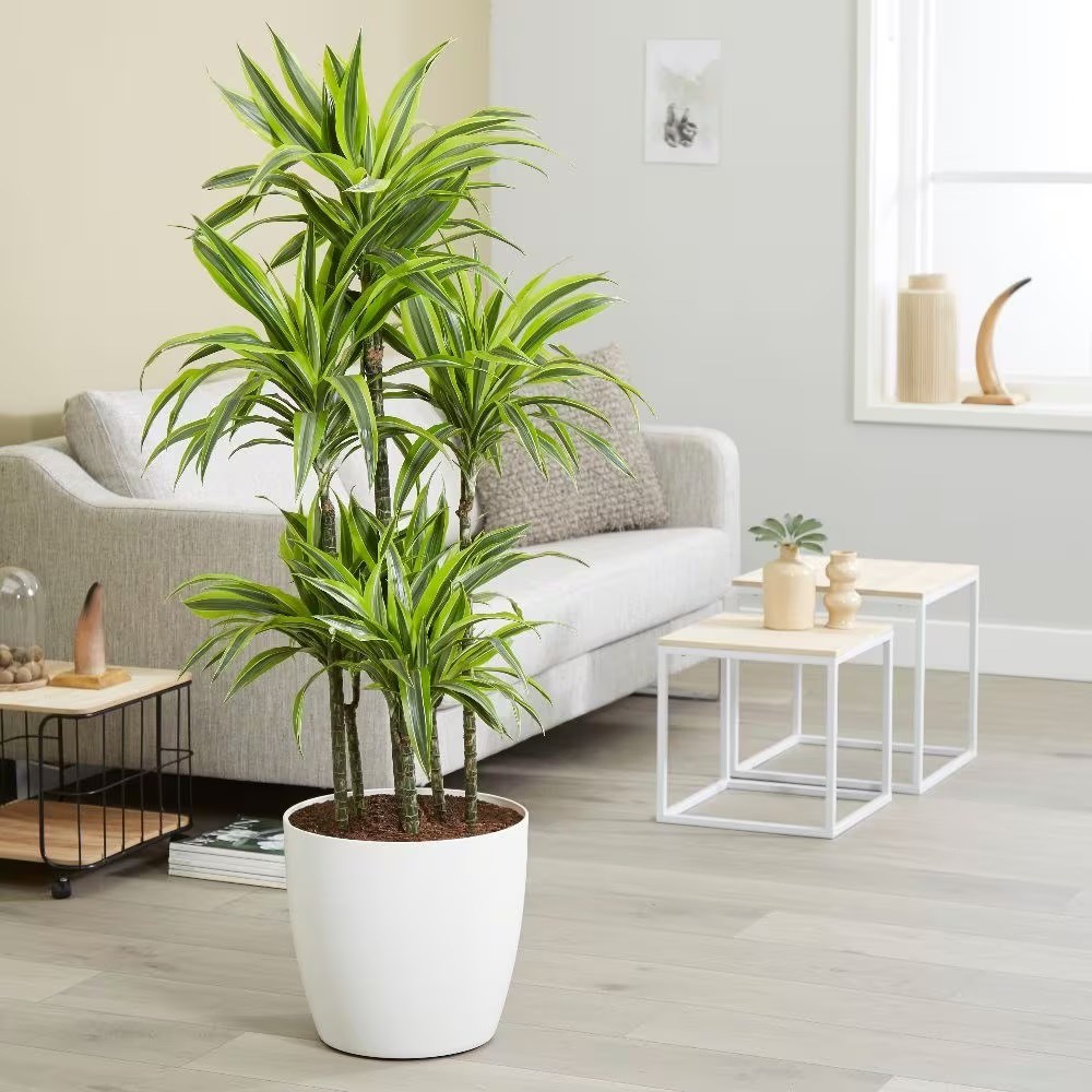 <I>Dracaena fragrans</i> (Deremensis Group) 'Lemon Lime'