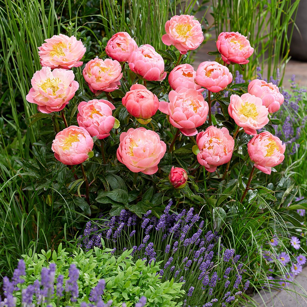 <i>Paeonia</i> 'Pink Hawaiian Coral'