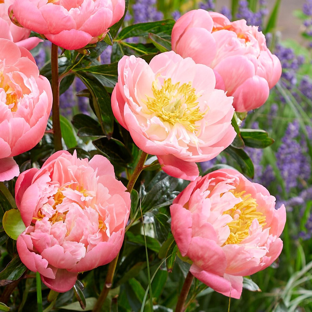 <i>Paeonia</i> 'Pink Hawaiian Coral'