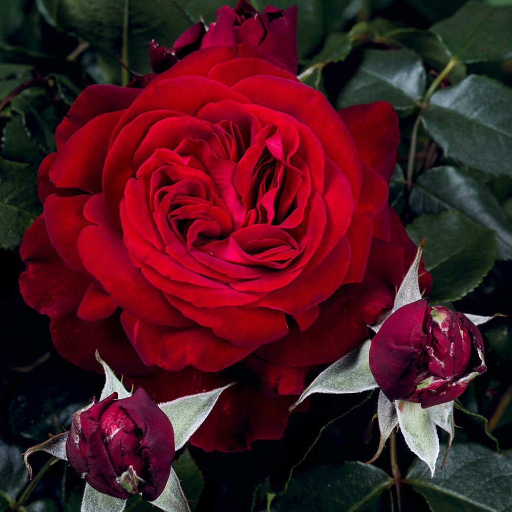 <i>Rosa</i> <b class=small-caps>Admiral</b> ('Tan08996') (PBR) | Hybrid Tea Bush Rose