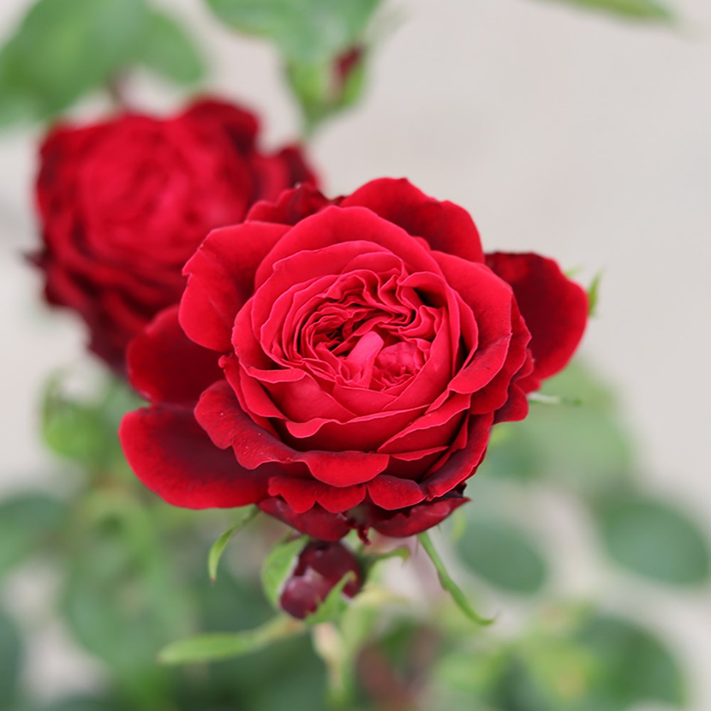 <i>Rosa</i> <b class=small-caps>Admiral</b> ('Tan08996') (PBR) | Hybrid Tea Bush Rose