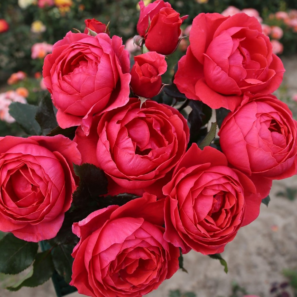 <i>Rosa</i> <b class=small-caps>Gartenprinzessin Marie-José</b> ('Korgehaque') (PBR) | Floribunda Rose