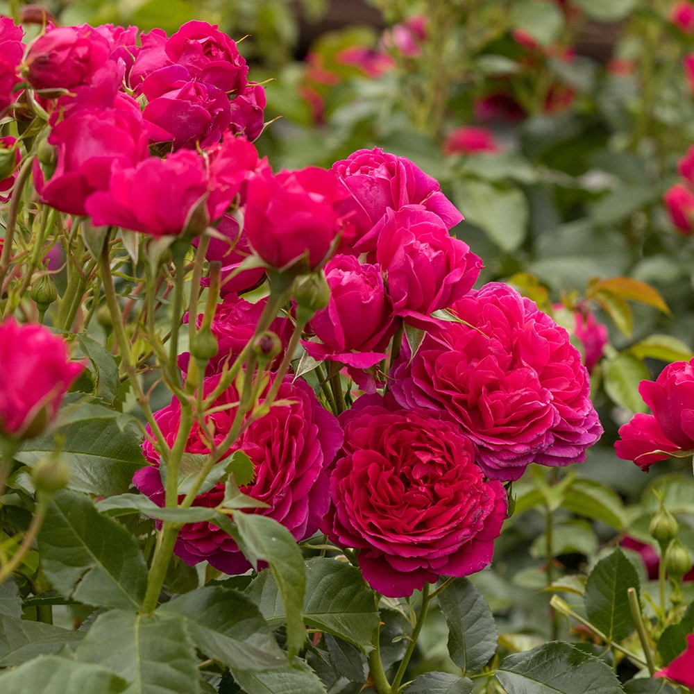 <i>Rosa</i> <b class=small-caps>Soul</b> ('Tan09651') (PBR) | Modern Shrub Rose