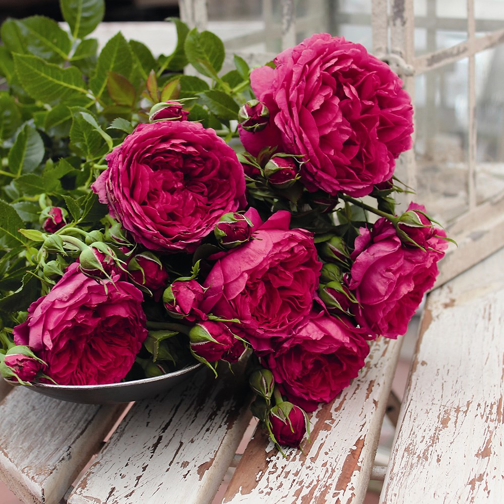 <i>Rosa</i> <b class=small-caps>Soul</b> ('Tan09651') (PBR) | Modern Shrub Rose