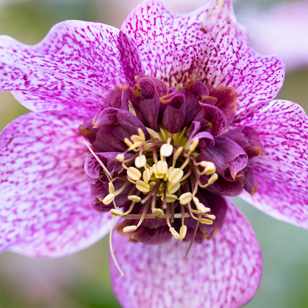 <i>Helleborus</i> × <i>hybridus</i> 'Tutu' (PBR)