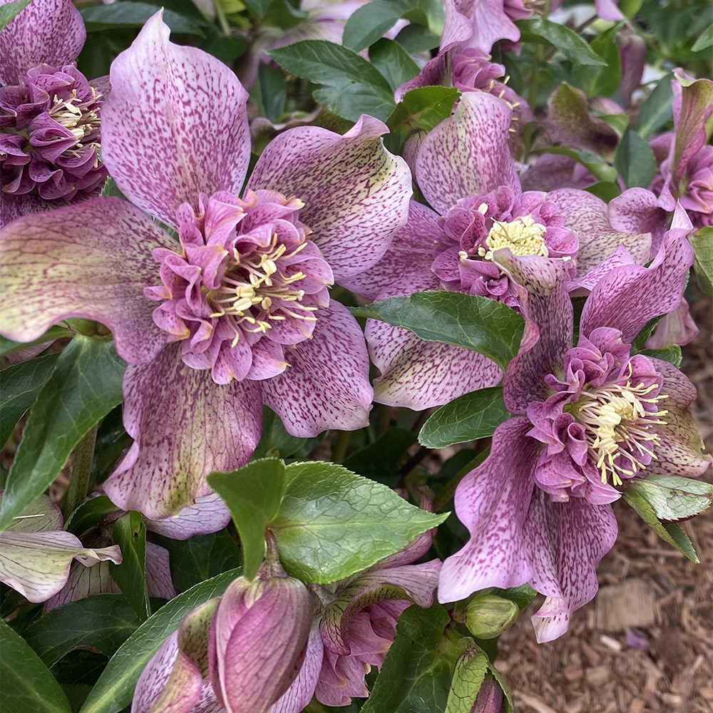 <i>Helleborus</i> × <i>hybridus</i> 'Tutu' (PBR)