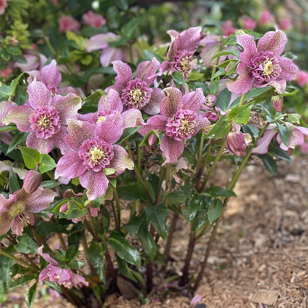 <i>Helleborus</i> × <i>hybridus</i> 'Tutu' (PBR)