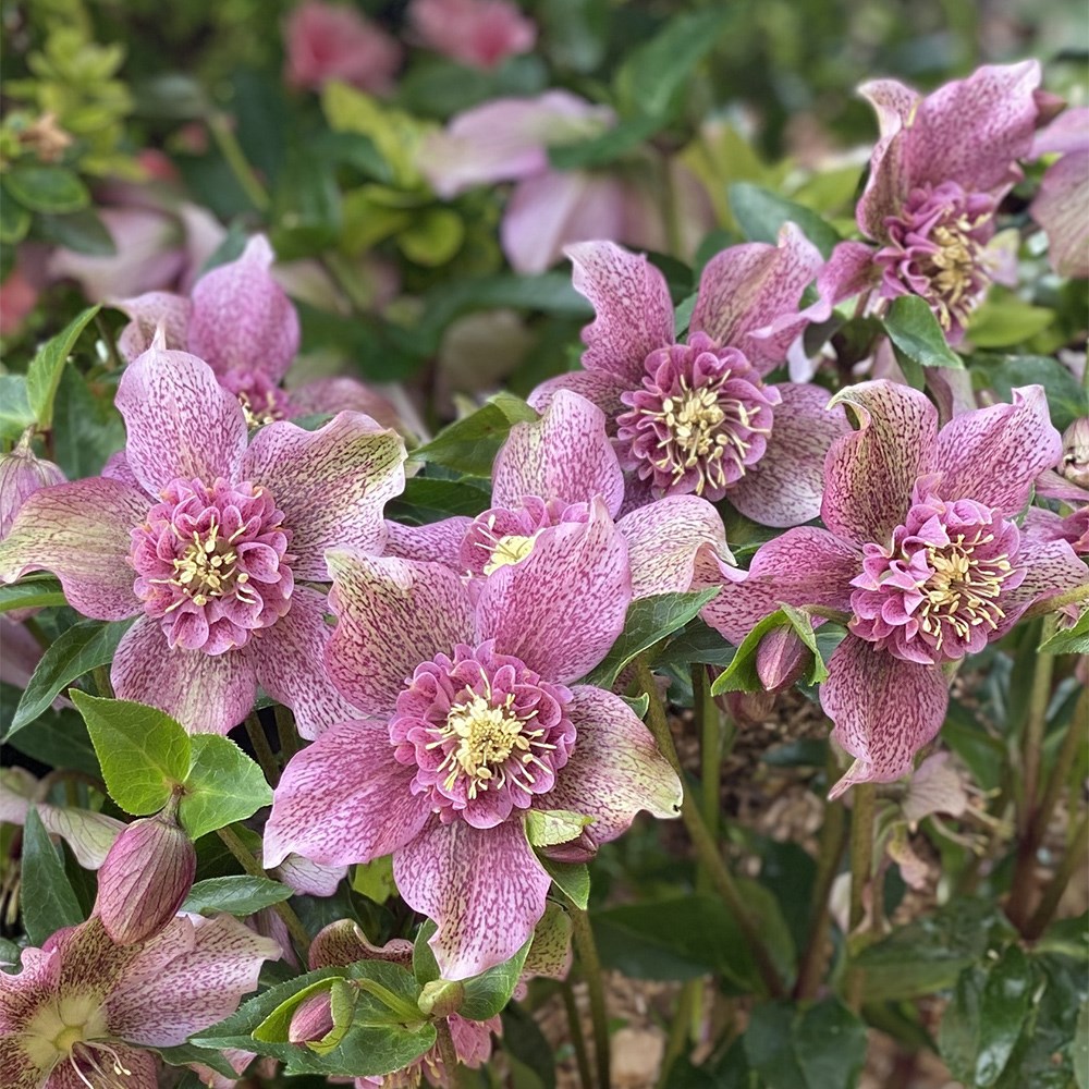 <i>Helleborus</i> × <i>hybridus</i> 'Tutu' (PBR)