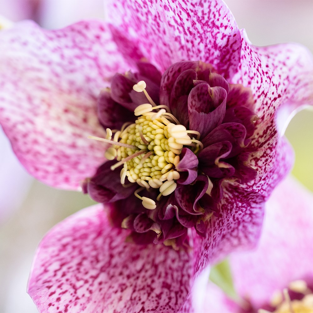<i>Helleborus</i> × <i>hybridus</i> 'Tutu' (PBR)