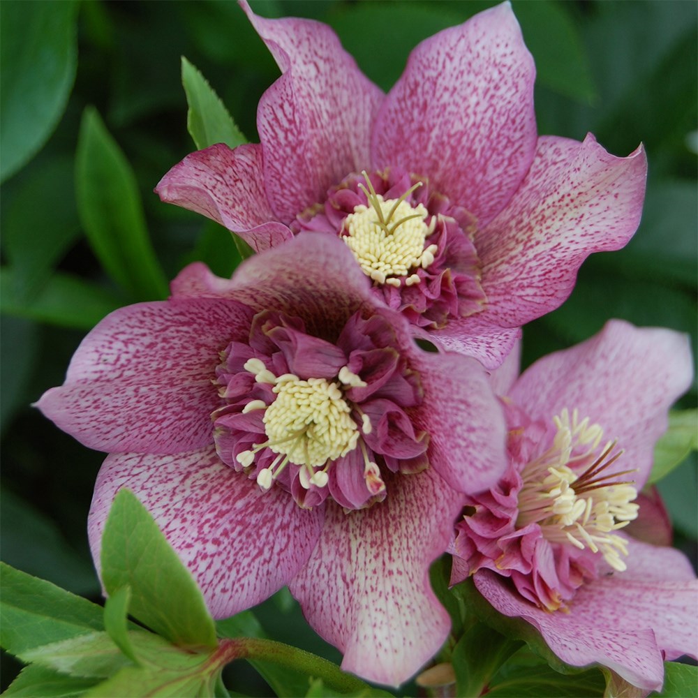 <i>Helleborus</i> × <i>hybridus</i> 'Tutu' (PBR)