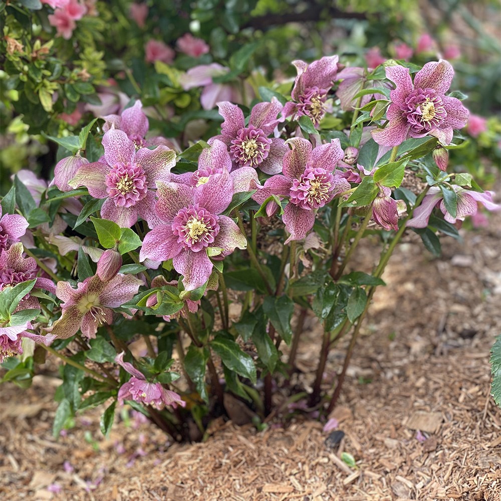 <i>Helleborus</i> × <i>hybridus</i> 'Tutu' (PBR)