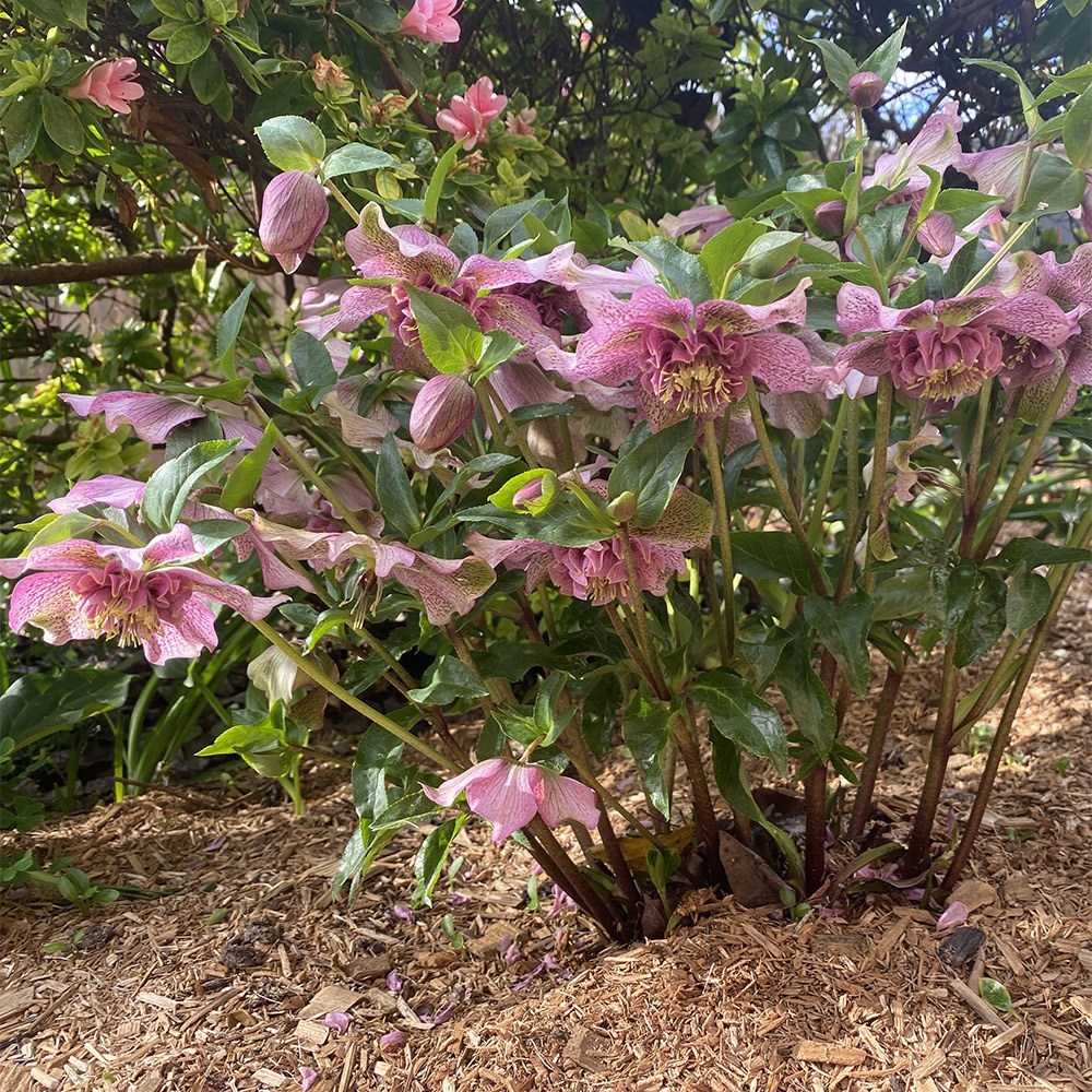 <i>Helleborus</i> × <i>hybridus</i> 'Tutu' (PBR)
