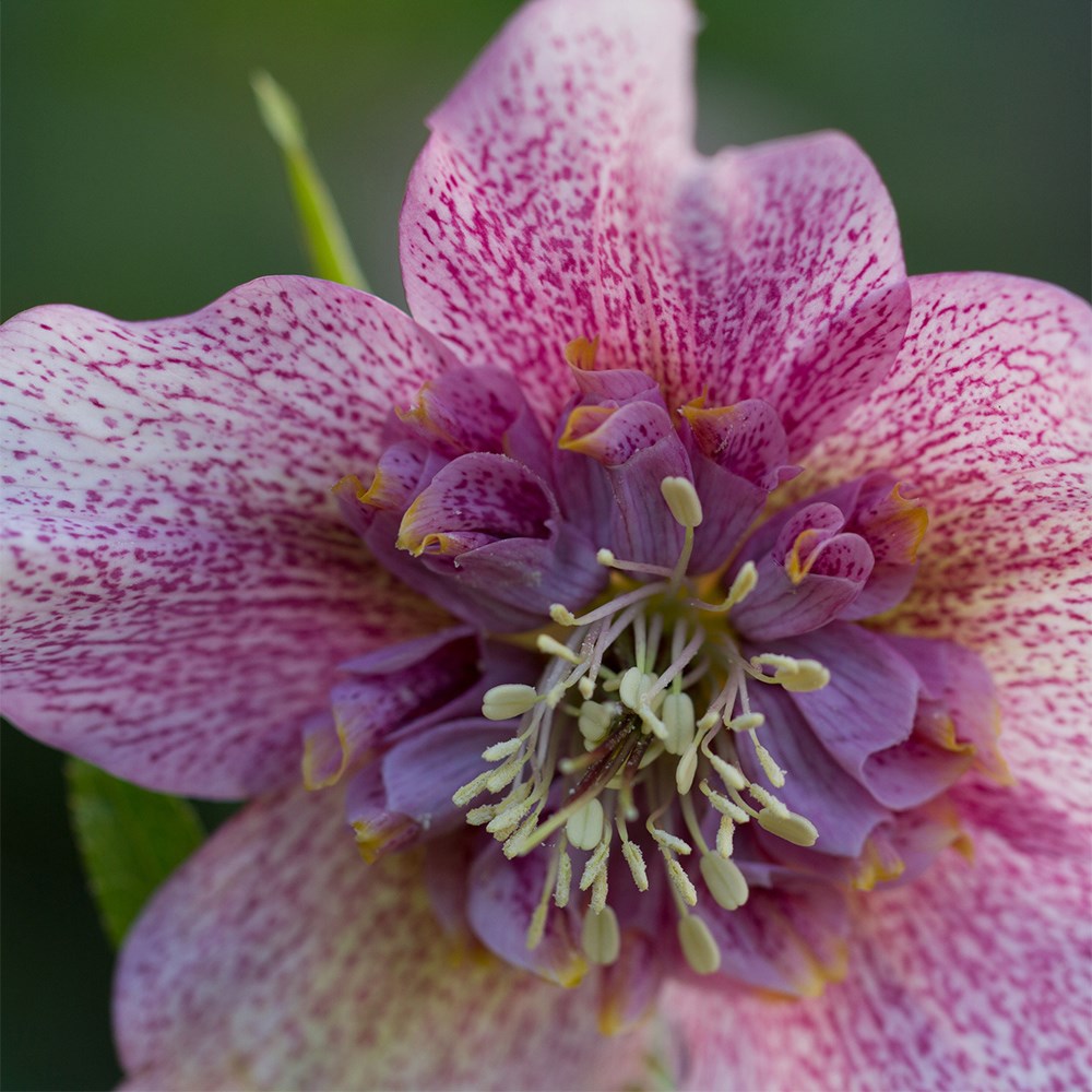 <i>Helleborus</i> × <i>hybridus</i> 'Tutu' (PBR)