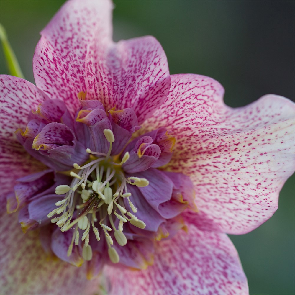 <i>Helleborus</i> × <i>hybridus</i> 'Tutu' (PBR)