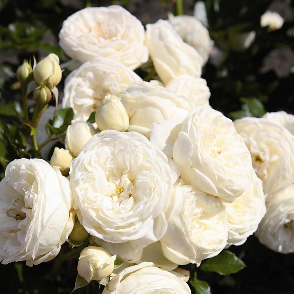 <i>Rosa</i> <b class=small-caps>Sweet Child of Mine</b> ('Tan04220') (PBR) | Modern Shrub Rose