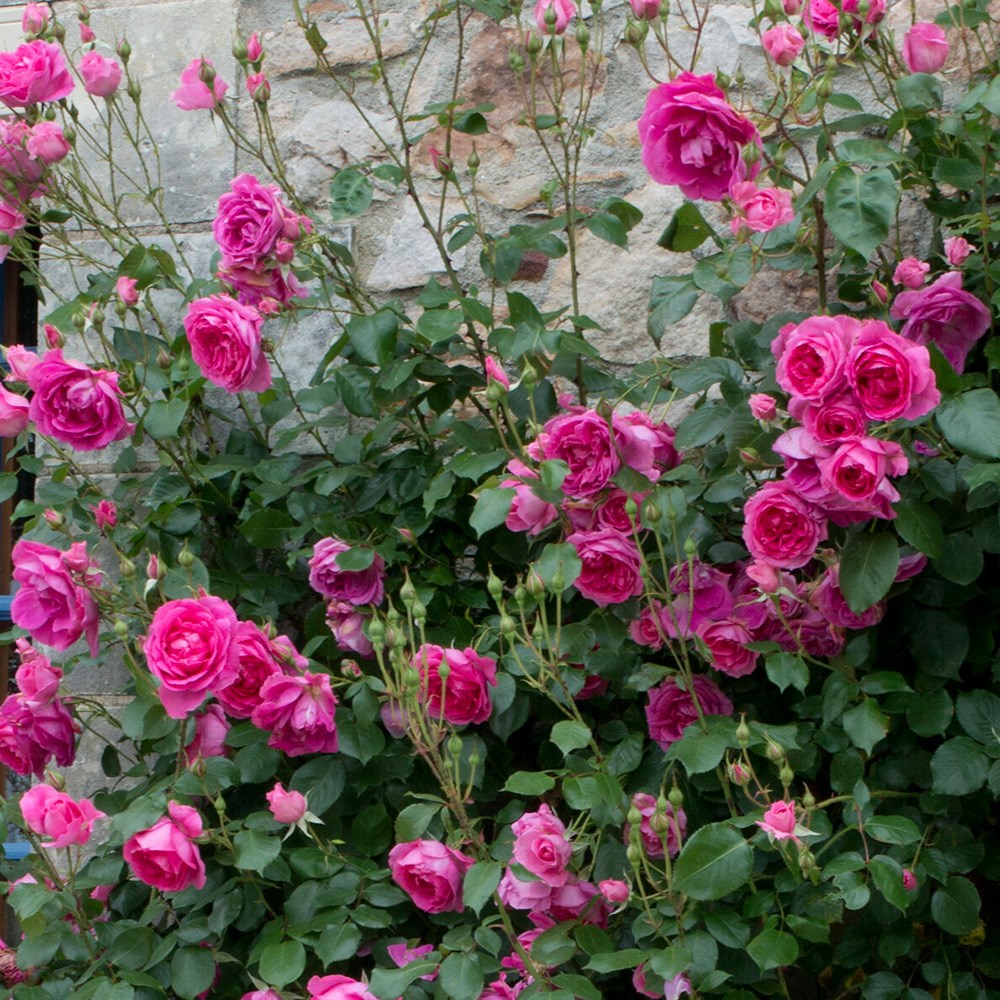 Rosa Pink Cloud | Climbing Rose