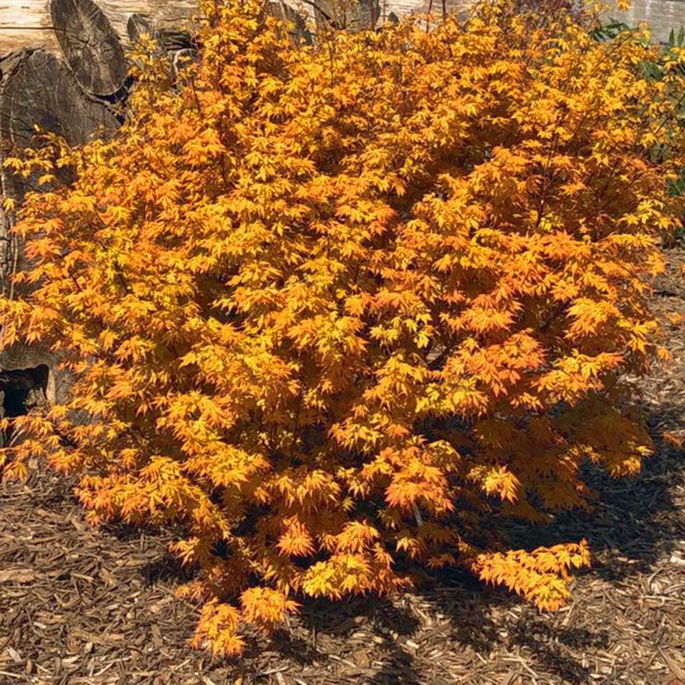 <i>Acer palmatum</i> <b class=small-caps>Orange Lace</b> ('Sonkoot9') (PBR)