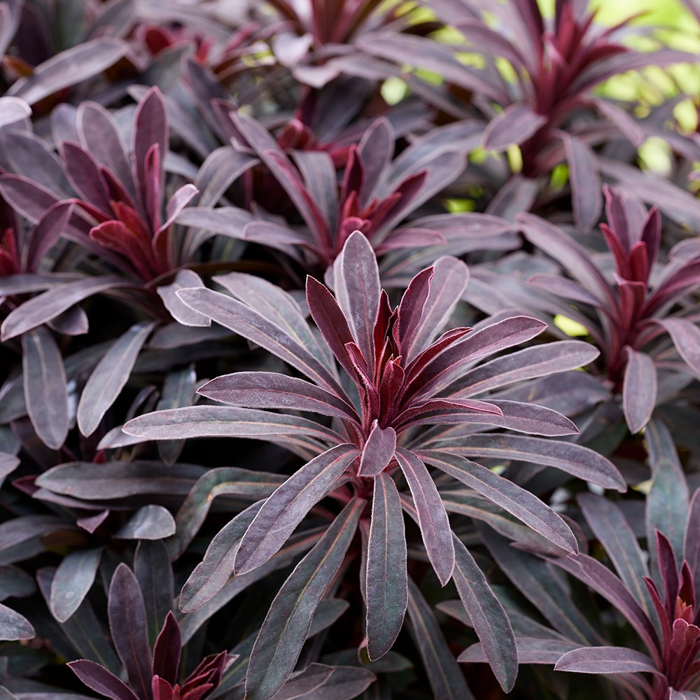 <i>Euphorbia</i> 'Miners Merlot' (PBR)